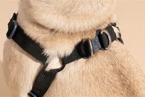 Best Wirecutter Dog Car Harnesses for Safe Travels My Caring Dog – Tips, Stories, and Care Guides for Loving Pet Owners Best Wirecutter Dog Car Harnesses for Safe Travels | My Caring Dog – Tips, Stories, and Care Guides for Loving Pet Owners