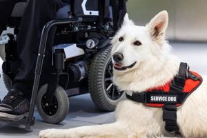 Best Service Dog Training in Colorado: Your Guide My Caring Dog – Tips, Stories, and Care Guides for Loving Pet Owners Best Service Dog Training in Colorado: Your Guide | My Caring Dog – Tips, Stories, and Care Guides for Loving Pet Owners