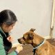 Adopt Dogs in St. Louis, MO: Find Your Furry Friend | My Caring Dog – Tips, Stories, and Care Guides for Loving Pet Owners