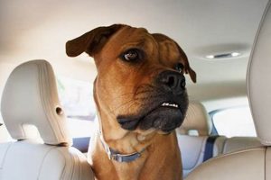 Dog Whining In Car My Caring Dog – Tips, Stories, and Care Guides for Loving Pet Owners Dog Whining In Car | My Caring Dog – Tips, Stories, and Care Guides for Loving Pet Owners
