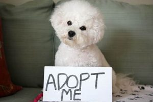 How Do You Get A Free Dog My Caring Dog – Tips, Stories, and Care Guides for Loving Pet Owners How Do You Get A Free Dog | My Caring Dog – Tips, Stories, and Care Guides for Loving Pet Owners