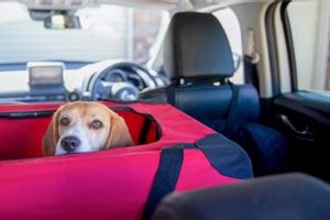 Safely Carry Your Dog in a Car: Expert Tips & Gear My Caring Dog – Tips, Stories, and Care Guides for Loving Pet Owners Safely Carry Your Dog in a Car: Expert Tips & Gear | My Caring Dog – Tips, Stories, and Care Guides for Loving Pet Owners
