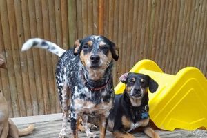 Best Dog Day Care in Pembroke MA | Top Kennels My Caring Dog – Tips, Stories, and Care Guides for Loving Pet Owners Best Dog Day Care in Pembroke MA | Top Kennels | My Caring Dog – Tips, Stories, and Care Guides for Loving Pet Owners