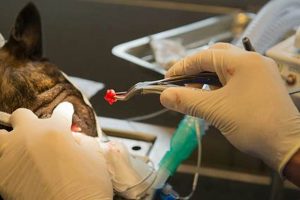 Dog Care After Tooth Extraction My Caring Dog – Tips, Stories, and Care Guides for Loving Pet Owners Dog Care After Tooth Extraction | My Caring Dog – Tips, Stories, and Care Guides for Loving Pet Owners