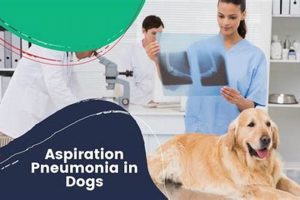 Expert Dogs with Pneumonia Care Guide My Caring Dog – Tips, Stories, and Care Guides for Loving Pet Owners Expert Dogs with Pneumonia Care Guide | My Caring Dog – Tips, Stories, and Care Guides for Loving Pet Owners