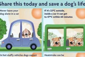 Never Leave a Dog in a Hot Car, Even on Cool Days My Caring Dog – Tips, Stories, and Care Guides for Loving Pet Owners Never Leave a Dog in a Hot Car, Even on Cool Days | My Caring Dog – Tips, Stories, and Care Guides for Loving Pet Owners