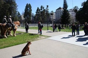 Find Trained Service Dogs for Sale Near You My Caring Dog – Tips, Stories, and Care Guides for Loving Pet Owners Find Trained Service Dogs for Sale Near You | My Caring Dog – Tips, Stories, and Care Guides for Loving Pet Owners