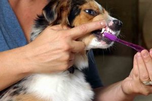 Essential Dog Dental Care Tips & Tricks My Caring Dog – Tips, Stories, and Care Guides for Loving Pet Owners Essential Dog Dental Care Tips & Tricks | My Caring Dog – Tips, Stories, and Care Guides for Loving Pet Owners