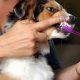 Essential Dog Dental Care Tips & Tricks | My Caring Dog – Tips, Stories, and Care Guides for Loving Pet Owners