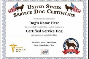 Car Dog Support Animal Certificates & Laws My Caring Dog – Tips, Stories, and Care Guides for Loving Pet Owners Car Dog Support Animal Certificates & Laws | My Caring Dog – Tips, Stories, and Care Guides for Loving Pet Owners