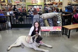 Trained Psychiatric Service Dogs for Sale: Find Your Partner My Caring Dog – Tips, Stories, and Care Guides for Loving Pet Owners Trained Psychiatric Service Dogs for Sale: Find Your Partner | My Caring Dog – Tips, Stories, and Care Guides for Loving Pet Owners