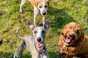 Best Dog Day Care in Harrogate, Yorkshire My Caring Dog – Tips, Stories, and Care Guides for Loving Pet Owners Best Dog Day Care in Harrogate, Yorkshire | My Caring Dog – Tips, Stories, and Care Guides for Loving Pet Owners