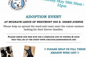 Find Your Furry Friend: Chicago Dog Adoption My Caring Dog – Tips, Stories, and Care Guides for Loving Pet Owners Find Your Furry Friend: Chicago Dog Adoption | My Caring Dog – Tips, Stories, and Care Guides for Loving Pet Owners
