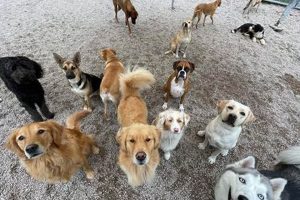 Best Ruff Dog Day Care | Top Kennels My Caring Dog – Tips, Stories, and Care Guides for Loving Pet Owners Best Ruff Dog Day Care | Top Kennels | My Caring Dog – Tips, Stories, and Care Guides for Loving Pet Owners