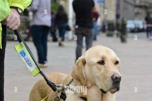 Best Service Dogs for the Visually Impaired: A Guide My Caring Dog – Tips, Stories, and Care Guides for Loving Pet Owners Best Service Dogs for the Visually Impaired: A Guide | My Caring Dog – Tips, Stories, and Care Guides for Loving Pet Owners