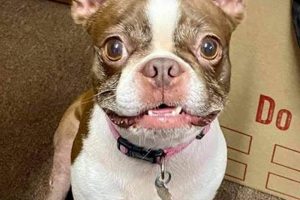 Best Companion Pets of Cleveland: A Guide My Caring Dog – Tips, Stories, and Care Guides for Loving Pet Owners Best Companion Pets of Cleveland: A Guide | My Caring Dog – Tips, Stories, and Care Guides for Loving Pet Owners