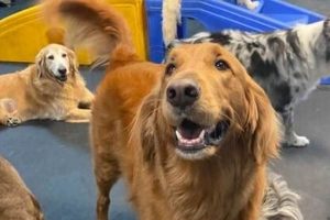 Dog Care Business For Sale My Caring Dog – Tips, Stories, and Care Guides for Loving Pet Owners Dog Care Business For Sale | My Caring Dog – Tips, Stories, and Care Guides for Loving Pet Owners