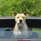 Dog Car Sickness: Causes & Cures | My Caring Dog – Tips, Stories, and Care Guides for Loving Pet Owners