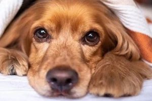 Expert Guide: Caring for a Sick Dog at Home My Caring Dog – Tips, Stories, and Care Guides for Loving Pet Owners Expert Guide: Caring for a Sick Dog at Home | My Caring Dog – Tips, Stories, and Care Guides for Loving Pet Owners