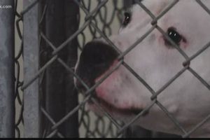 Florissant MO Animal Control: Car Dog Safety Tips My Caring Dog – Tips, Stories, and Care Guides for Loving Pet Owners Florissant MO Animal Control: Car Dog Safety Tips | My Caring Dog – Tips, Stories, and Care Guides for Loving Pet Owners