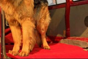 Easily Remove Dog Fur from Car Carpet My Caring Dog – Tips, Stories, and Care Guides for Loving Pet Owners Easily Remove Dog Fur from Car Carpet | My Caring Dog – Tips, Stories, and Care Guides for Loving Pet Owners