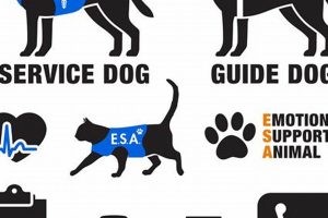 Essential Guide to Service Animals: Rights & Responsibilities My Caring Dog – Tips, Stories, and Care Guides for Loving Pet Owners Essential Guide to Service Animals: Rights & Responsibilities | My Caring Dog – Tips, Stories, and Care Guides for Loving Pet Owners