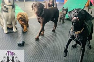 Best Dog Day Care in Wollongong: Top Centers My Caring Dog – Tips, Stories, and Care Guides for Loving Pet Owners Best Dog Day Care in Wollongong: Top Centers | My Caring Dog – Tips, Stories, and Care Guides for Loving Pet Owners