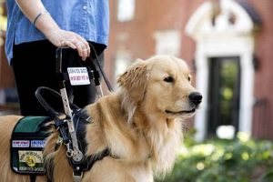 Essential Guide to Service Dogs: Training & Support My Caring Dog – Tips, Stories, and Care Guides for Loving Pet Owners Essential Guide to Service Dogs: Training & Support | My Caring Dog – Tips, Stories, and Care Guides for Loving Pet Owners