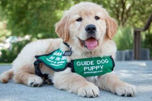 Find Top Guide Dogs Near Me | Car Dog My Caring Dog – Tips, Stories, and Care Guides for Loving Pet Owners Find Top Guide Dogs Near Me | Car Dog | My Caring Dog – Tips, Stories, and Care Guides for Loving Pet Owners