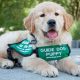 Find Top Guide Dogs Near Me | Car Dog | My Caring Dog – Tips, Stories, and Care Guides for Loving Pet Owners