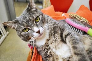 Cat vs. Dog: Which Pet is Easier to Care For? My Caring Dog – Tips, Stories, and Care Guides for Loving Pet Owners Cat vs. Dog: Which Pet is Easier to Care For? | My Caring Dog – Tips, Stories, and Care Guides for Loving Pet Owners