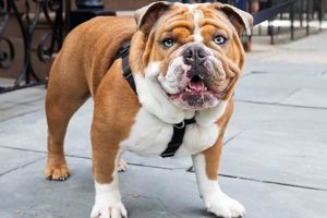 Best Canine UK Car Dog Accessories & Gear My Caring Dog – Tips, Stories, and Care Guides for Loving Pet Owners Best Canine UK Car Dog Accessories & Gear | My Caring Dog – Tips, Stories, and Care Guides for Loving Pet Owners
