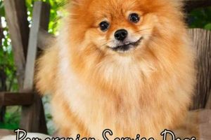 Tiny Pomeranian Service Dogs for Sale & Adoption My Caring Dog – Tips, Stories, and Care Guides for Loving Pet Owners Tiny Pomeranian Service Dogs for Sale & Adoption | My Caring Dog – Tips, Stories, and Care Guides for Loving Pet Owners