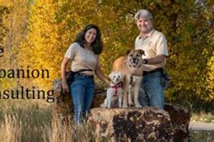 Expert Canine Companion Consulting for Car Dogs My Caring Dog – Tips, Stories, and Care Guides for Loving Pet Owners Expert Canine Companion Consulting for Car Dogs | My Caring Dog – Tips, Stories, and Care Guides for Loving Pet Owners