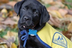 Top Labrador Support Organizations for Car Dog Lovers My Caring Dog – Tips, Stories, and Care Guides for Loving Pet Owners Top Labrador Support Organizations for Car Dog Lovers | My Caring Dog – Tips, Stories, and Care Guides for Loving Pet Owners