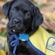 Top Labrador Support Organizations for Car Dog Lovers | My Caring Dog – Tips, Stories, and Care Guides for Loving Pet Owners