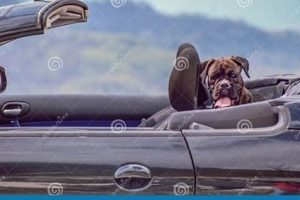 Dog In Convertible Car My Caring Dog – Tips, Stories, and Care Guides for Loving Pet Owners Dog In Convertible Car | My Caring Dog – Tips, Stories, and Care Guides for Loving Pet Owners