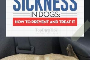 Dog Car Sick? Tips & Remedies My Caring Dog – Tips, Stories, and Care Guides for Loving Pet Owners Dog Car Sick? Tips & Remedies | My Caring Dog – Tips, Stories, and Care Guides for Loving Pet Owners