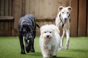 Top Dog Day Care in Salisbury, MD My Caring Dog – Tips, Stories, and Care Guides for Loving Pet Owners Top Dog Day Care in Salisbury, MD | My Caring Dog – Tips, Stories, and Care Guides for Loving Pet Owners
