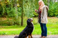 Essential Dog Care and Training Guide My Caring Dog – Tips, Stories, and Care Guides for Loving Pet Owners Essential Dog Care and Training Guide | My Caring Dog – Tips, Stories, and Care Guides for Loving Pet Owners