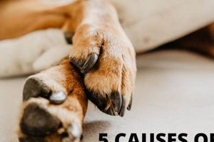 Ultimate Dog Paw Pad Care Guide My Caring Dog – Tips, Stories, and Care Guides for Loving Pet Owners Ultimate Dog Paw Pad Care Guide | My Caring Dog – Tips, Stories, and Care Guides for Loving Pet Owners