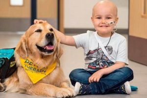 Top Medical Support Dogs for Car Travel My Caring Dog – Tips, Stories, and Care Guides for Loving Pet Owners Top Medical Support Dogs for Car Travel | My Caring Dog – Tips, Stories, and Care Guides for Loving Pet Owners