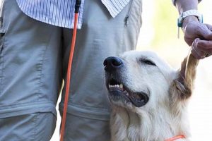 Getting a Service Animal: Your Complete Guide My Caring Dog – Tips, Stories, and Care Guides for Loving Pet Owners Getting a Service Animal: Your Complete Guide | My Caring Dog – Tips, Stories, and Care Guides for Loving Pet Owners