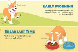 Routine Dog My Caring Dog – Tips, Stories, and Care Guides for Loving Pet Owners Routine Dog | My Caring Dog – Tips, Stories, and Care Guides for Loving Pet Owners