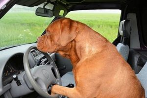 Best Dog Car Seats for Car Sickness: Do They Work? My Caring Dog – Tips, Stories, and Care Guides for Loving Pet Owners Best Dog Car Seats for Car Sickness: Do They Work? | My Caring Dog – Tips, Stories, and Care Guides for Loving Pet Owners