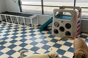 Best Double Dog Day Care in Stow, OH My Caring Dog – Tips, Stories, and Care Guides for Loving Pet Owners Best Double Dog Day Care in Stow, OH | My Caring Dog – Tips, Stories, and Care Guides for Loving Pet Owners