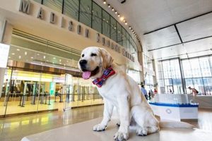Best Service Dog Training NYC: Find Your Partner My Caring Dog – Tips, Stories, and Care Guides for Loving Pet Owners Best Service Dog Training NYC: Find Your Partner | My Caring Dog – Tips, Stories, and Care Guides for Loving Pet Owners