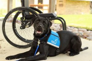 Car Rides for Released CCI Dogs My Caring Dog – Tips, Stories, and Care Guides for Loving Pet Owners Car Rides for Released CCI Dogs | My Caring Dog – Tips, Stories, and Care Guides for Loving Pet Owners
