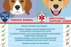 Best Support Animal Training: Guide & Tips My Caring Dog – Tips, Stories, and Care Guides for Loving Pet Owners Best Support Animal Training: Guide & Tips | My Caring Dog – Tips, Stories, and Care Guides for Loving Pet Owners