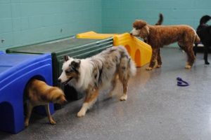 Best Dog Day Care in Decatur: Top Choices My Caring Dog – Tips, Stories, and Care Guides for Loving Pet Owners Best Dog Day Care in Decatur: Top Choices | My Caring Dog – Tips, Stories, and Care Guides for Loving Pet Owners